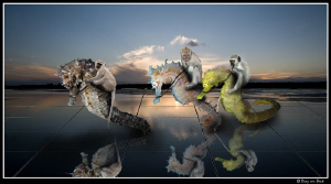Seahorses at the racetrack... by Dray Van Beeck 